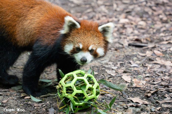 暑假歡樂再出發！臺北市立動物園7月2日開園迎賓，新朋友、清涼設施與親子書展一次登場